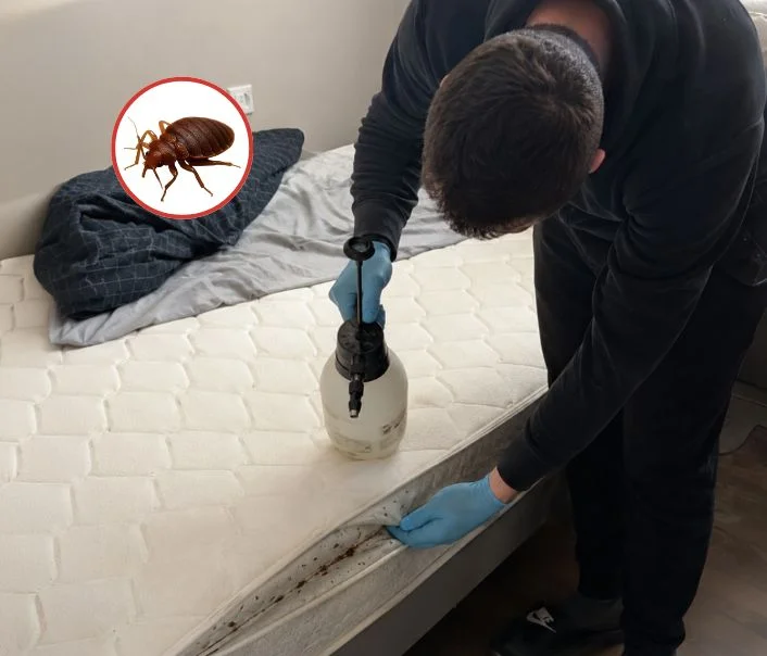 Technicien traitant un matelas contre les punaises de lit à Moisselles